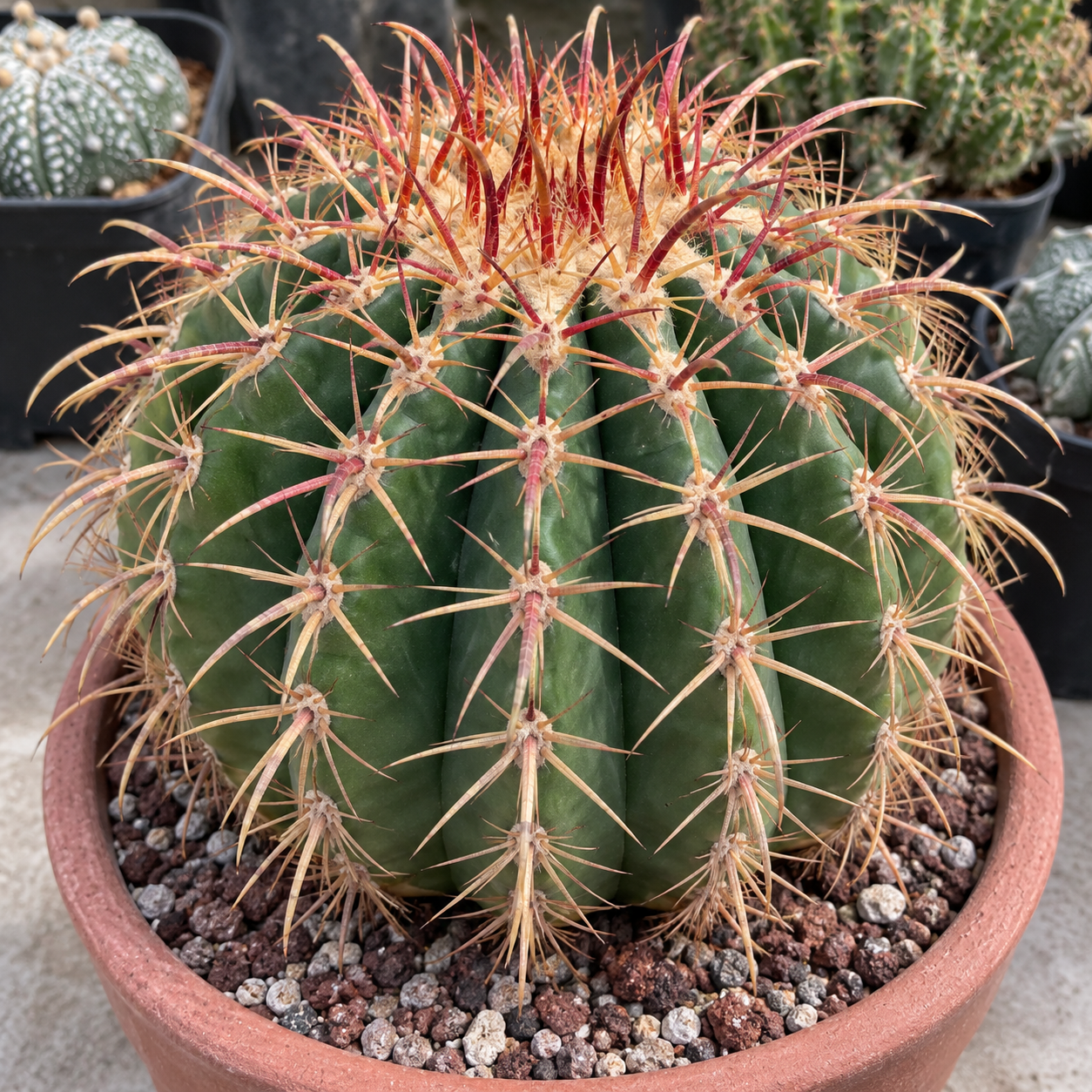 Barrel Cacti