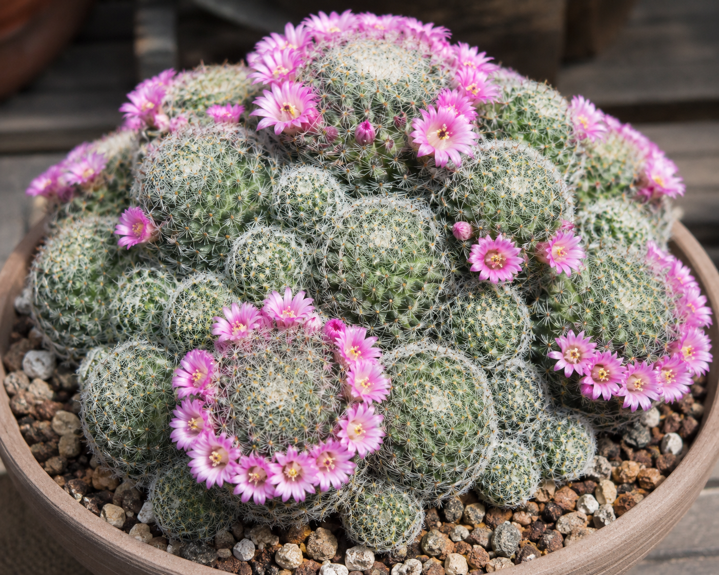 Mammillaria