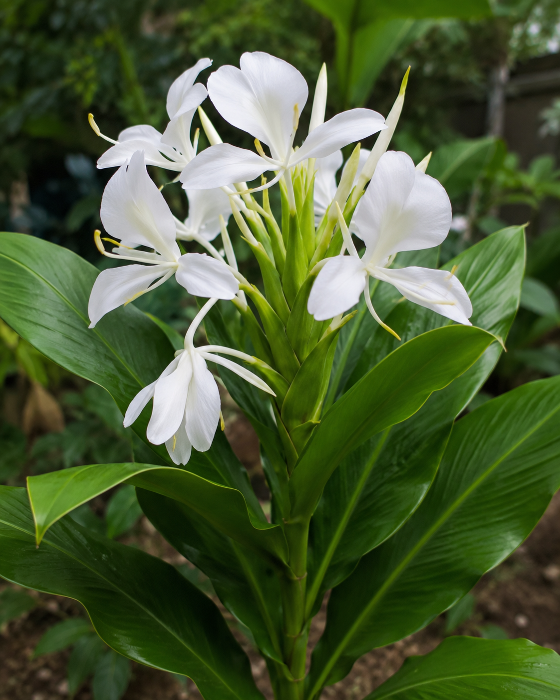 Ginger Lily