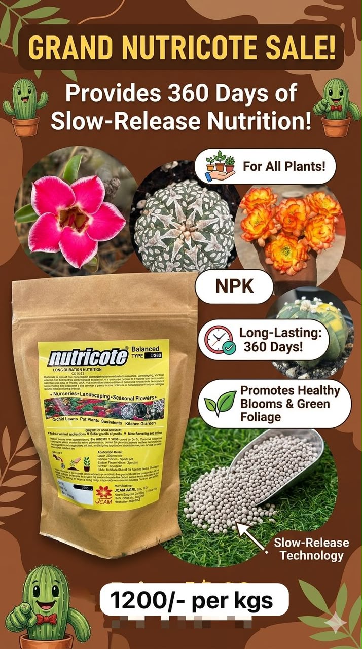 Succulent Care