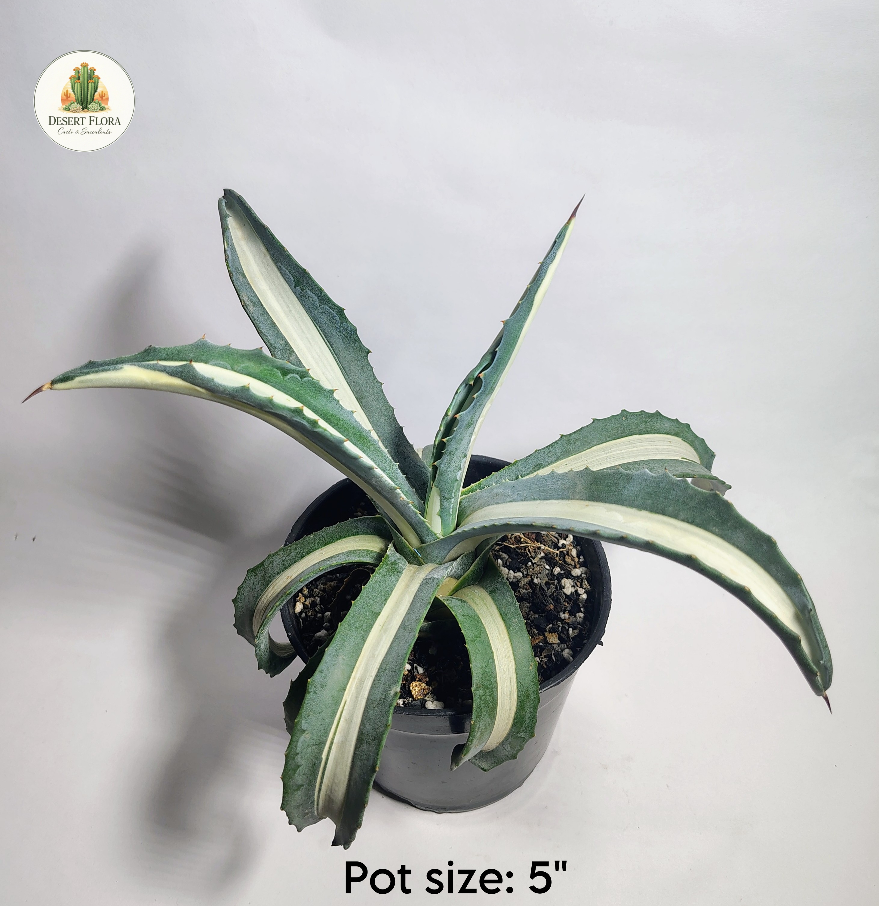 White-Striped Century plant