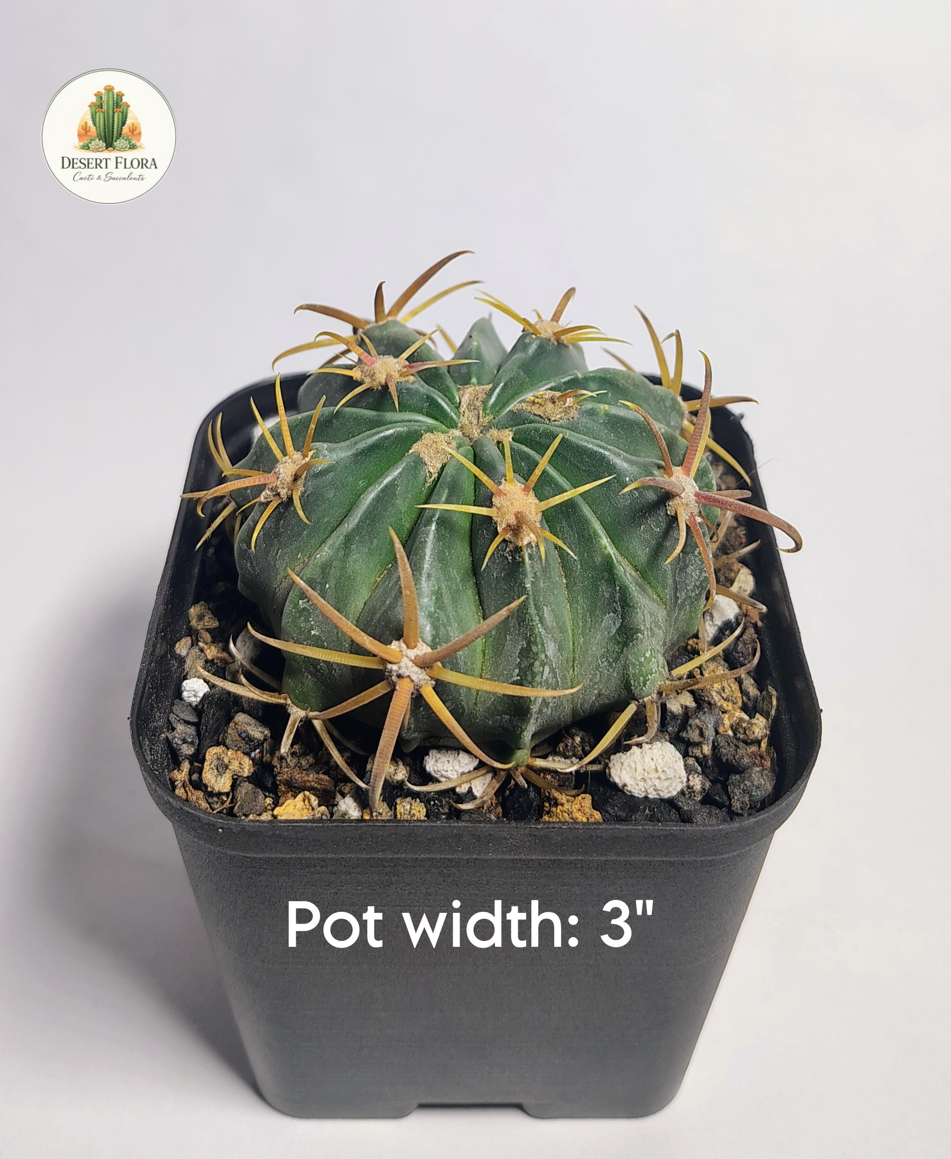 Devil's Tongue Barrel Cactus