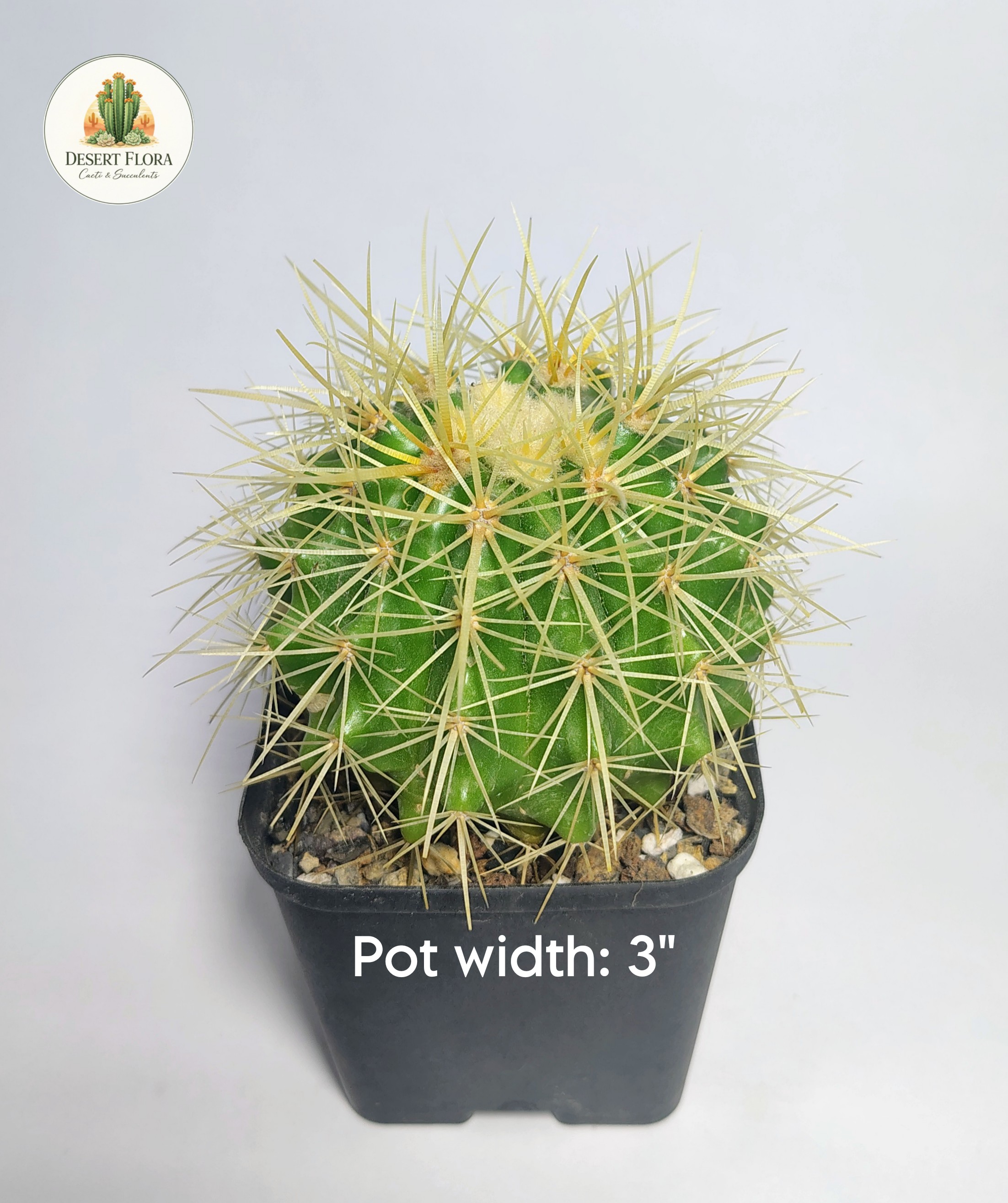 Golden Barrel Cactus
