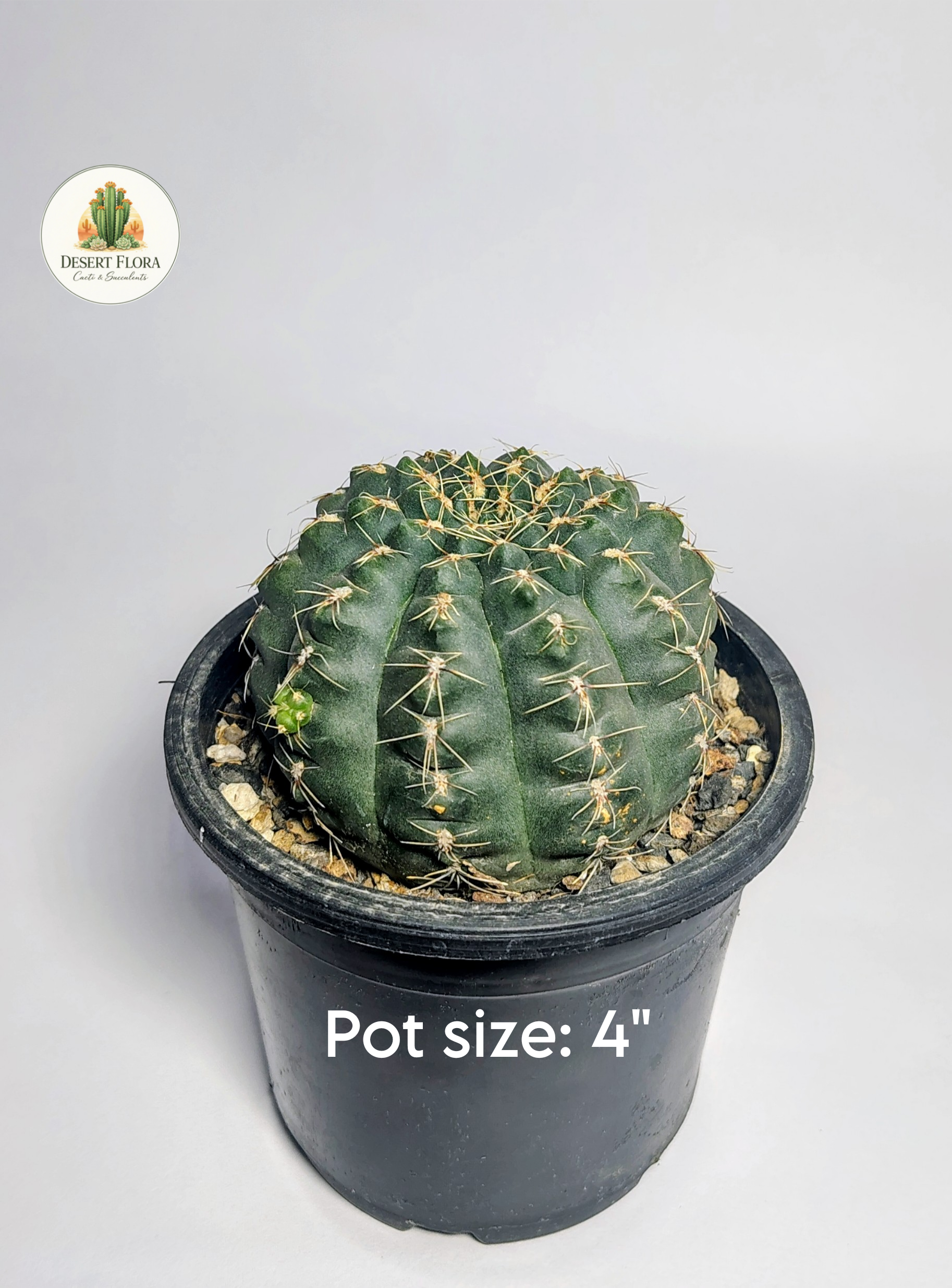 Gymnocalycium baldianum (Red flower)