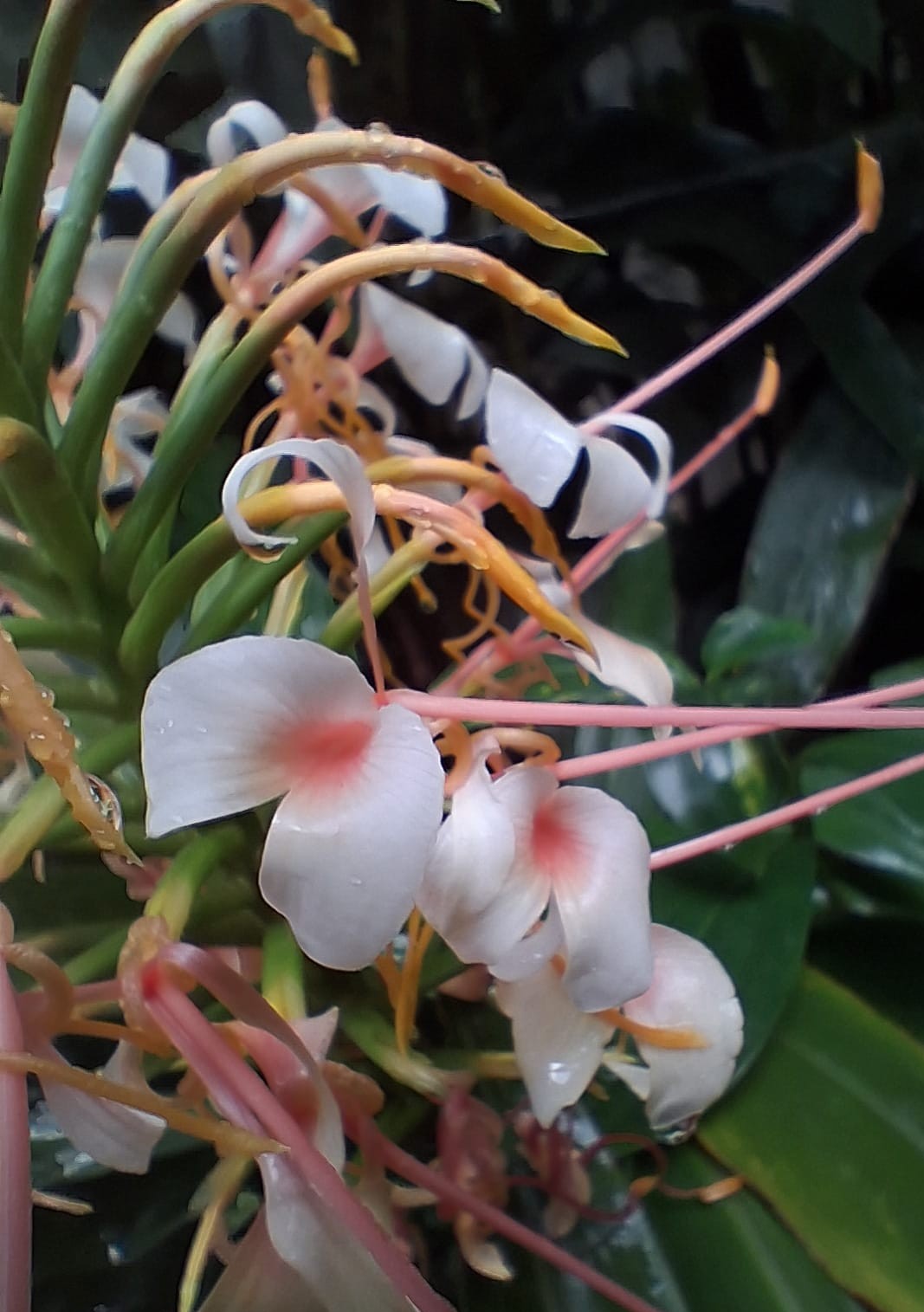 Ginger Lily White bulbs
