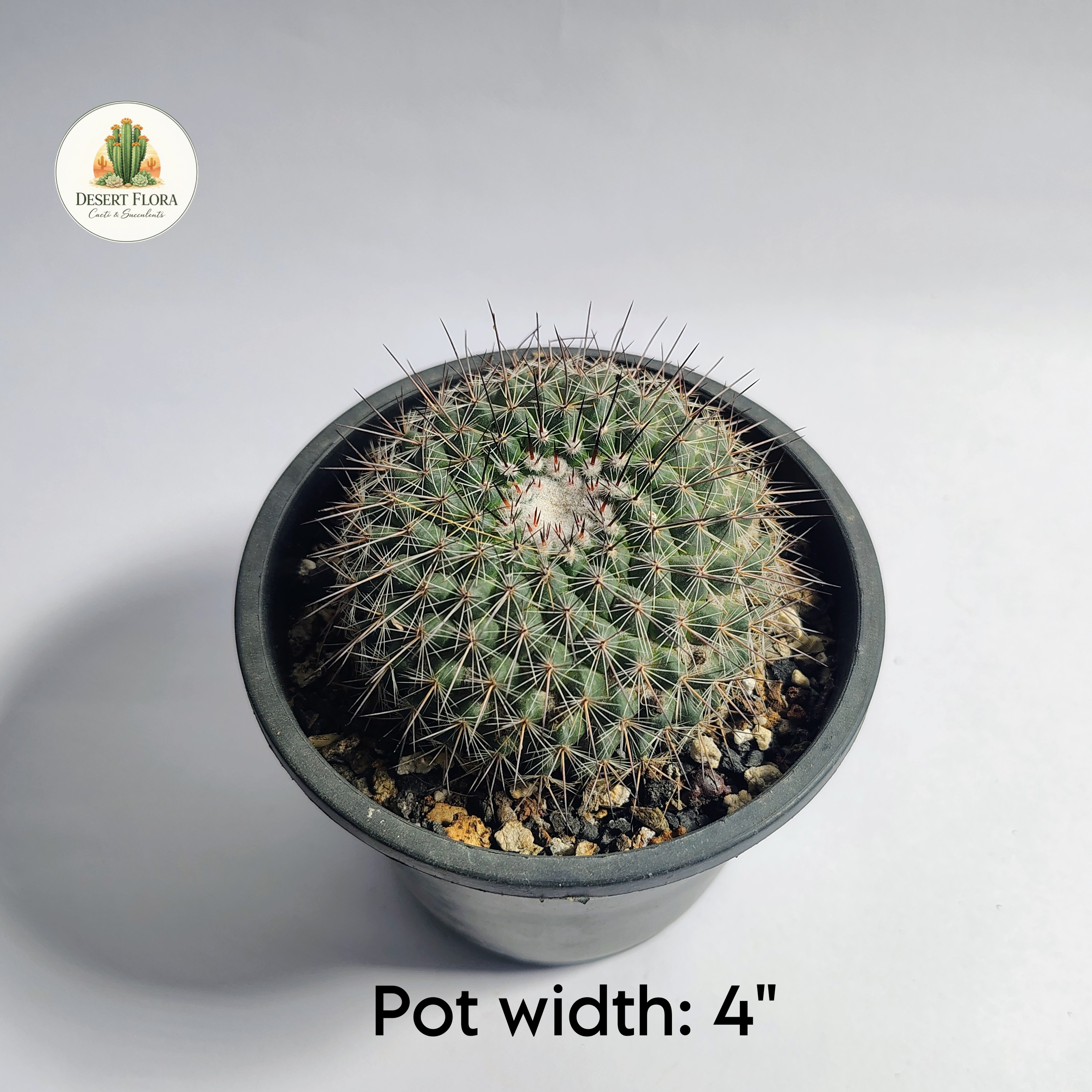 Mammillaria zeilmanniana (Rose Pincushion Cactus)