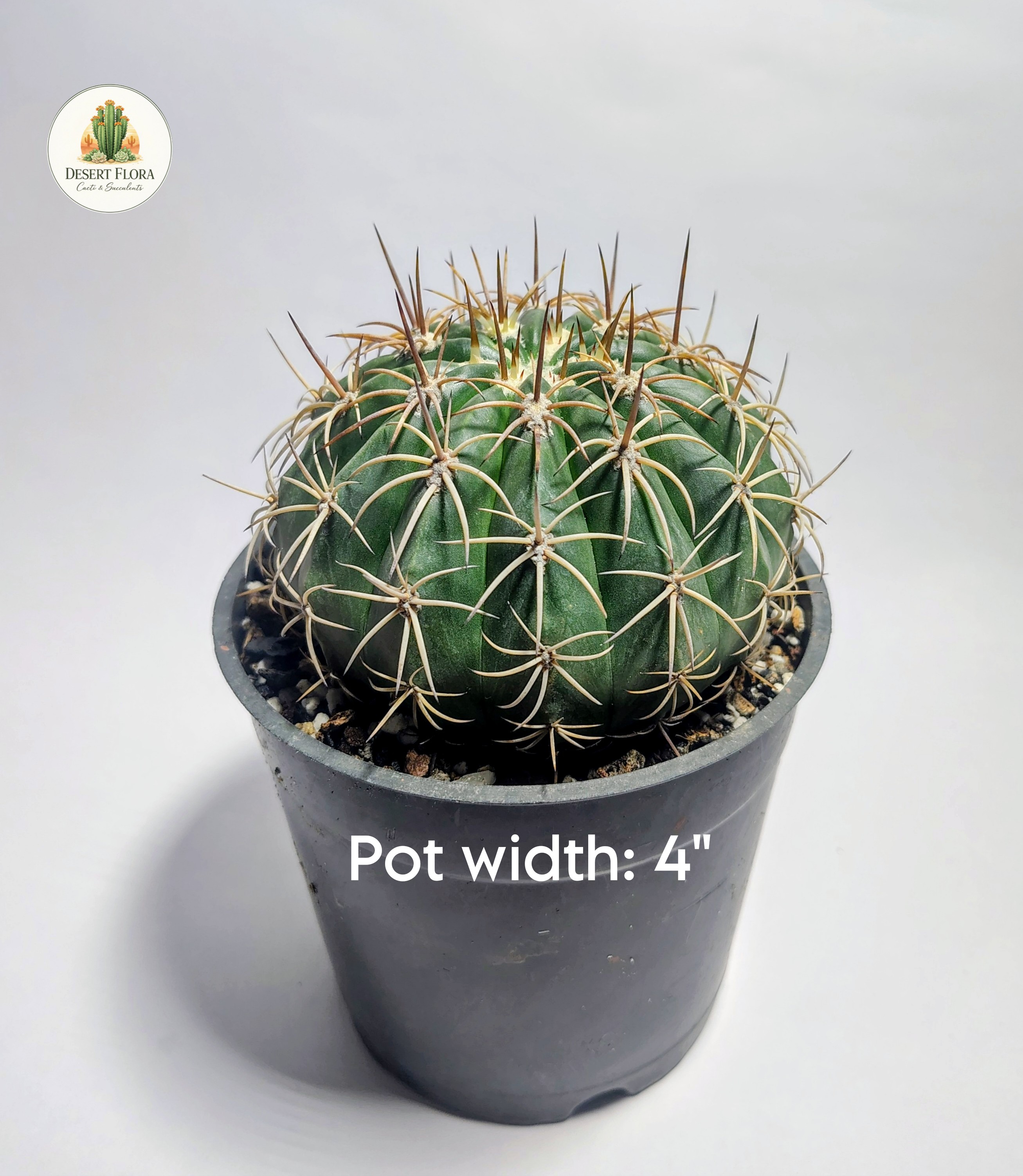 Melocactus curvispinus
