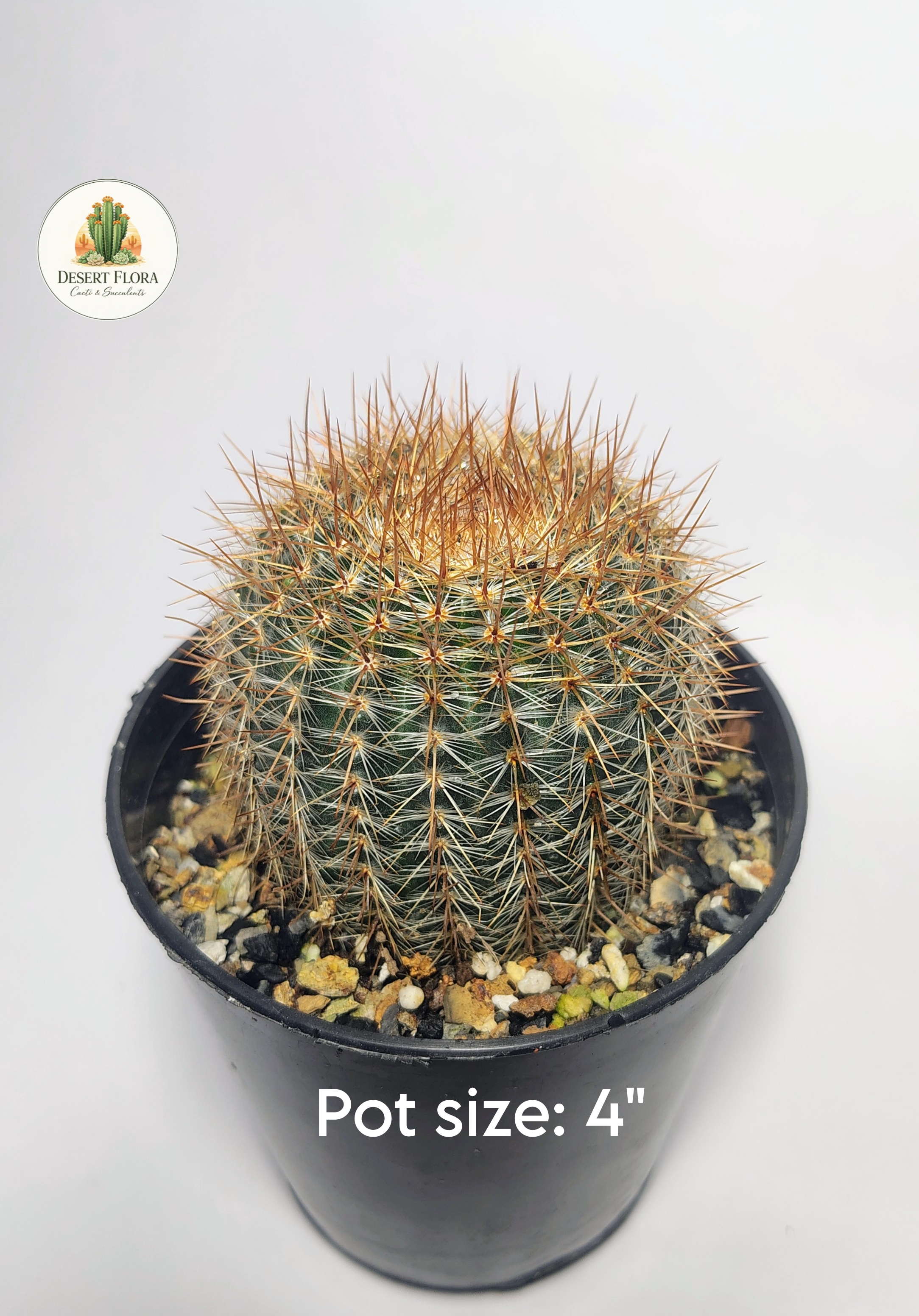 Cinnamon Ball Cactus