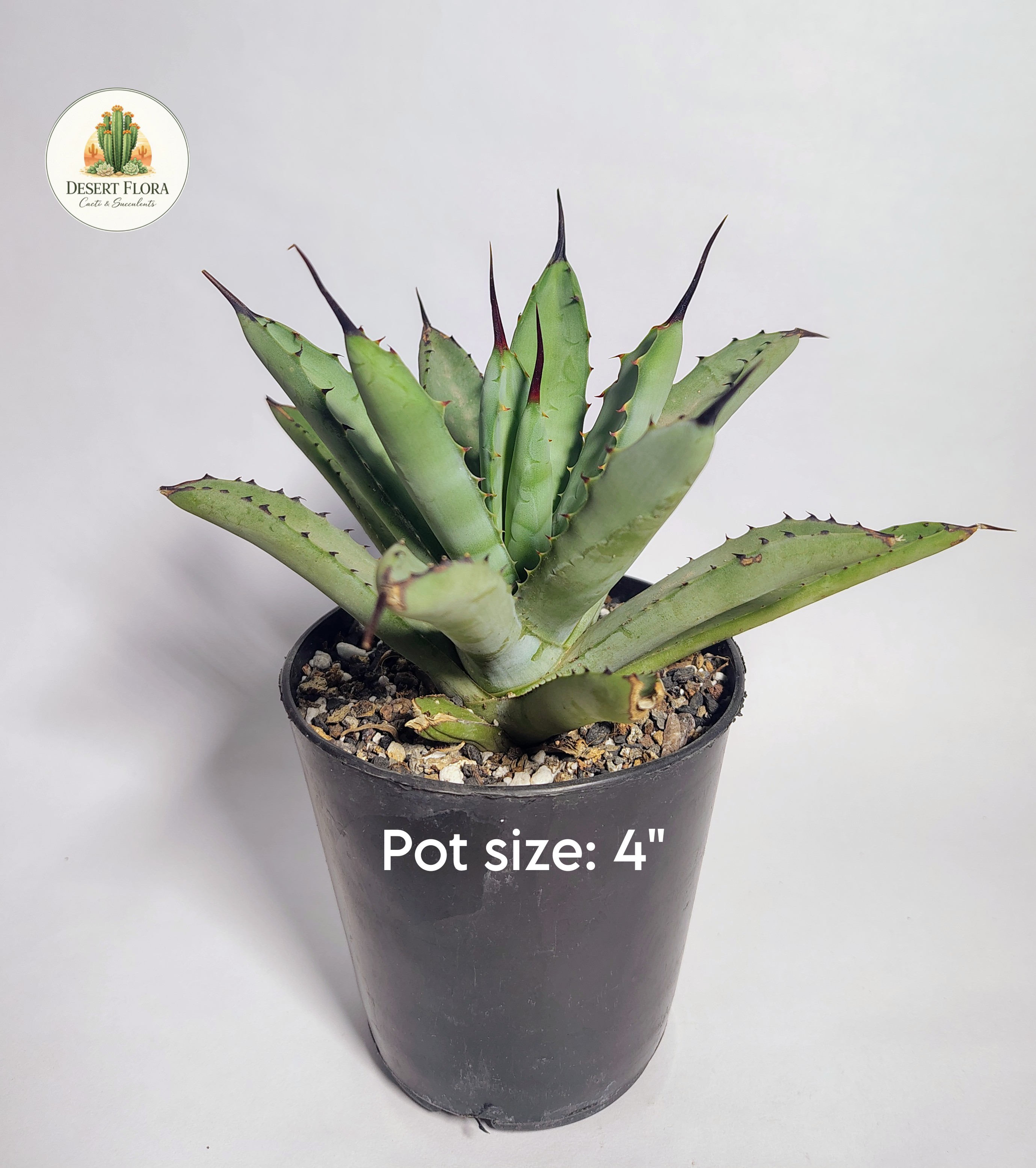 Agave macroacantha