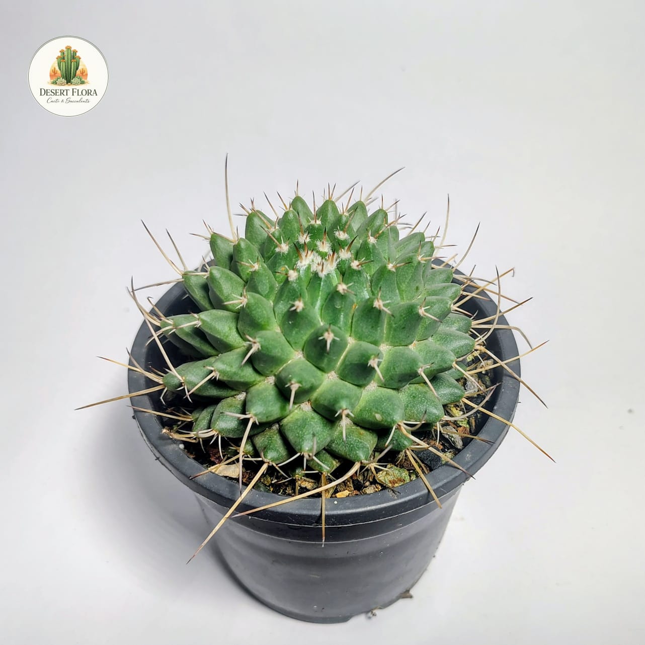 Mammillaria compressa