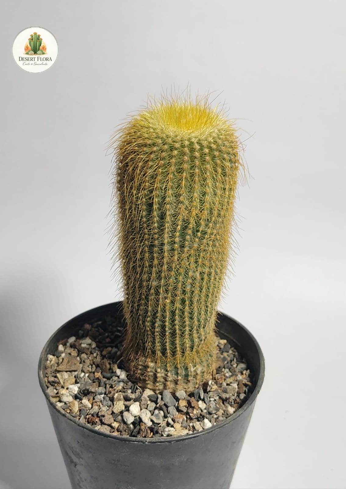 Lemon Ball Cactus