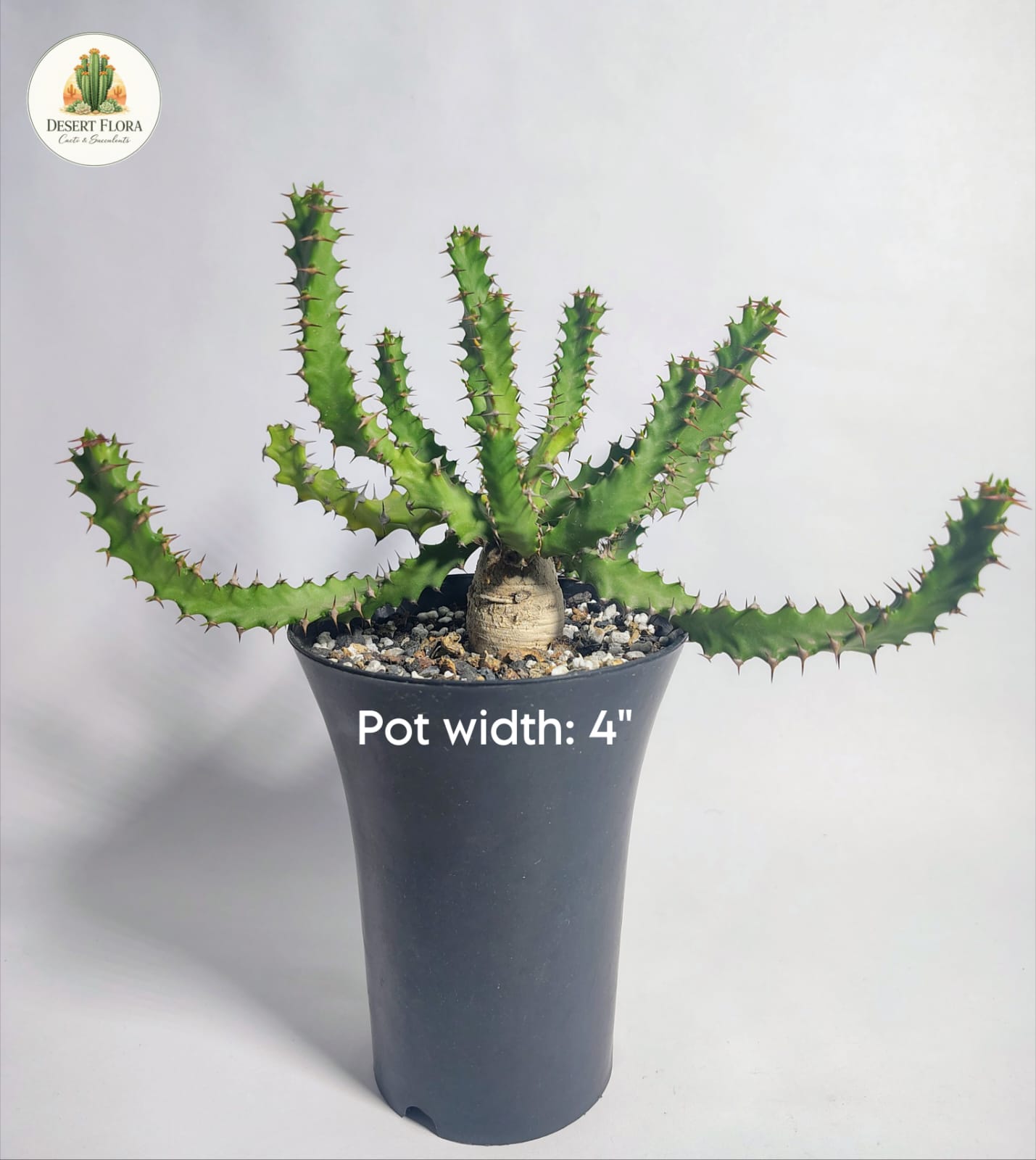 Euphorbia squarrosa