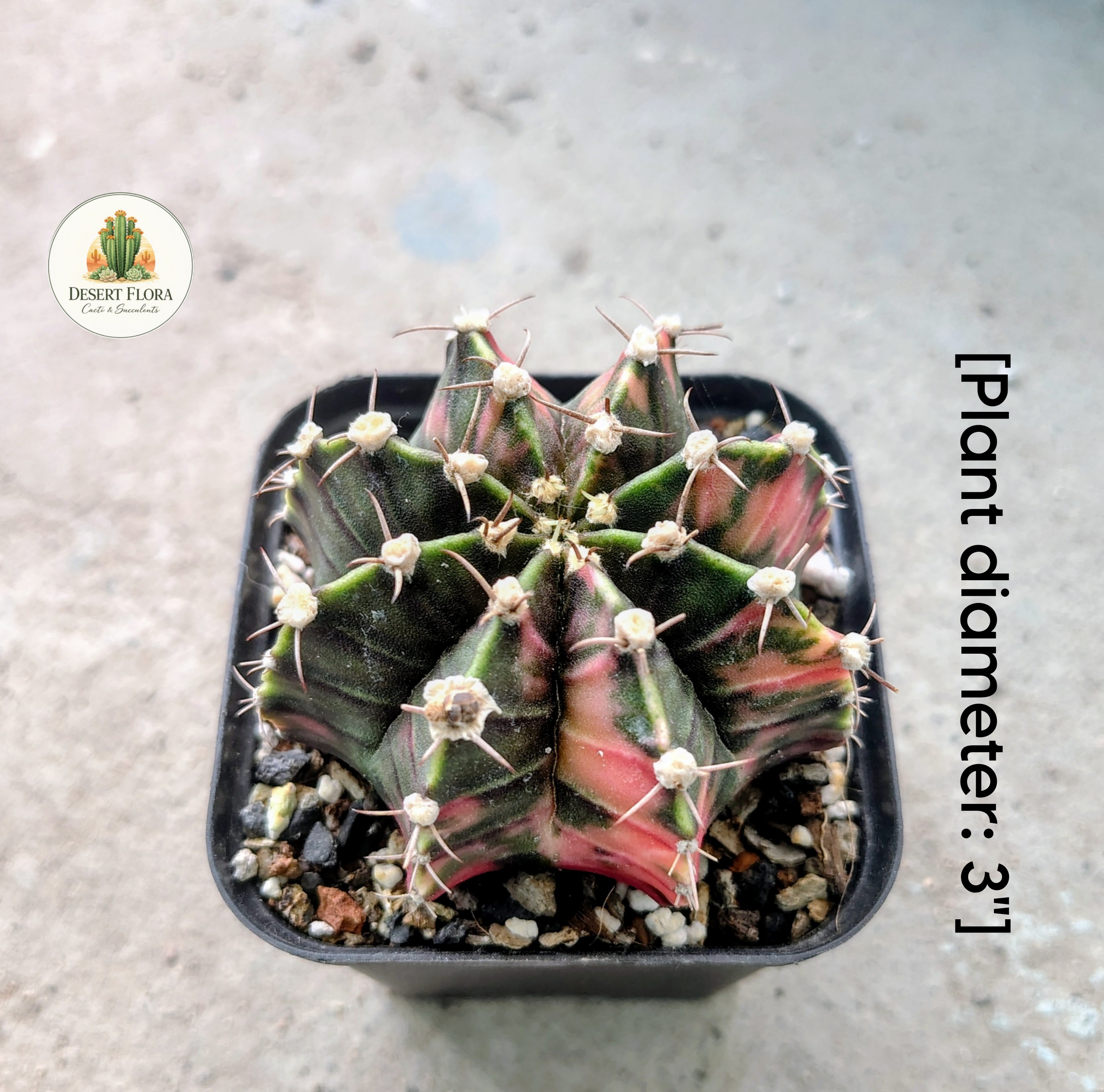 Gymnocalycium miahnovichii f variegata
