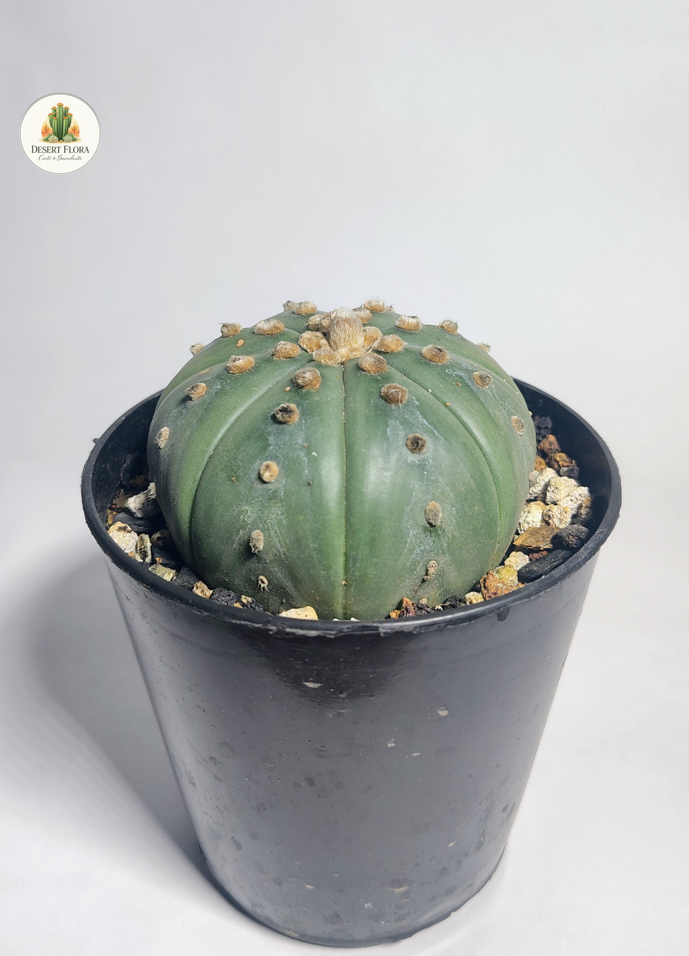Astrophytum asterias nudum